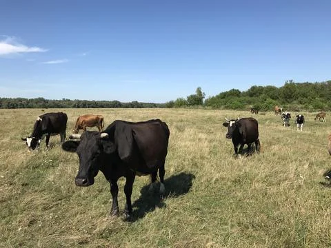 Cows band 库存照片