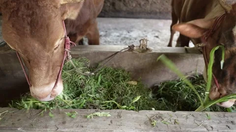 Cows in a barn are eating Video stock 258719412