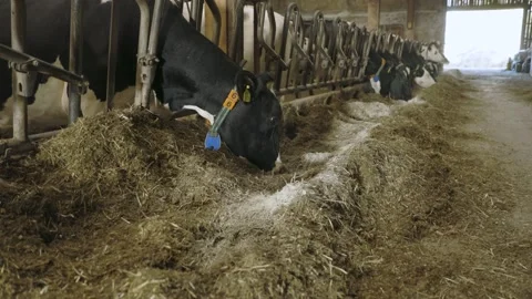 Cows in the barn are fed with fodder. A cow chews its food 2 Видео 223880149
