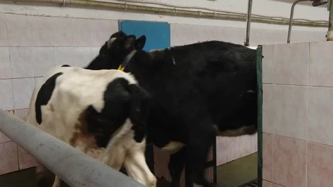 The cows in the barn. Automatic cleaning of the cows, the barn Video stock 101190714