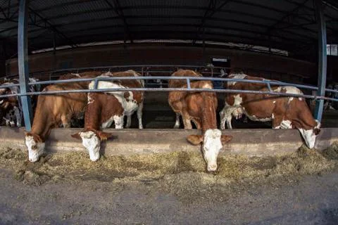 Cows in a barn behind a fence Stock Photos