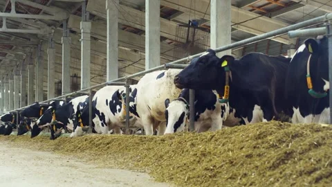 Cows in a barn, cowshed. Feeding cattle on a farm. Cows eating silage. Black and Stock Footage 320247369