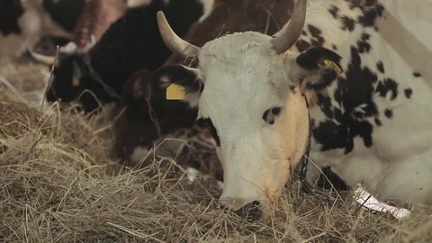 The cows in the barn eat hay Video stock 100948931
