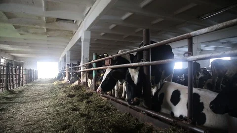 Cows in a barn eat hay Stock Footage 113868736