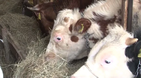 Cows in the barn eating Vidéo 37042918