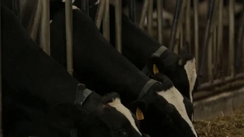 The cows in the barn, eating from a hay feeding bunk Stock Footage 73554679