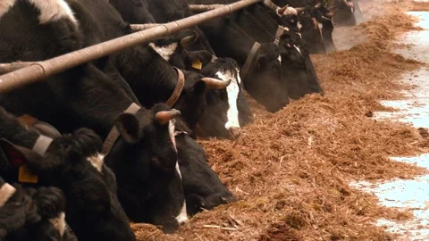 Cows in the barn eating hay. Milk production on a dairy farm Video stock 237213510