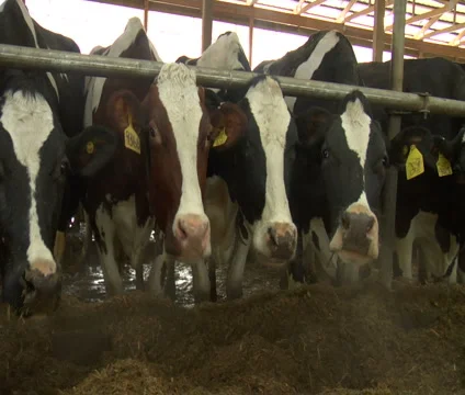 Cows barn facing cam Stock Footage 1007080
