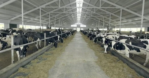Cows in the barn on a farm Stock Footage 71061531