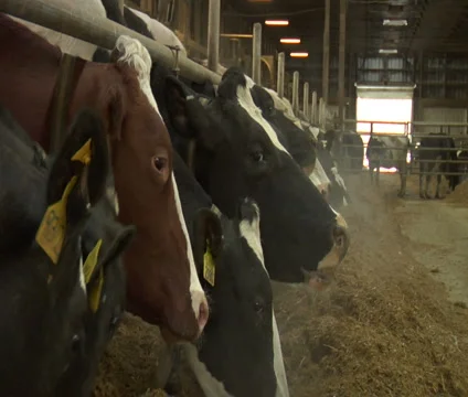 Cows in barn feeding Stock Footage 1007025