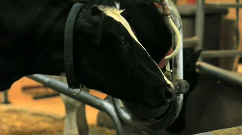 Cows in a barn Vídeos de archivo 458510