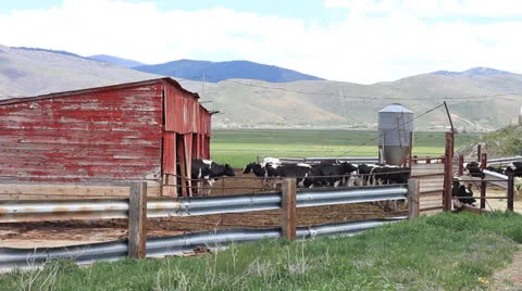 Cows by the barn Stock Footage 23819021
