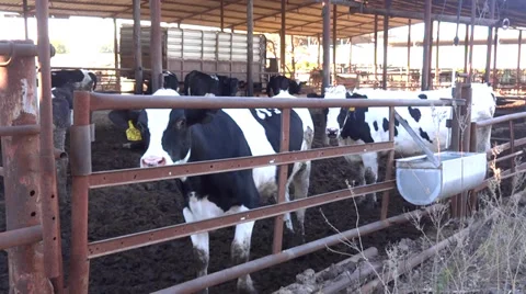 Cows in the barn Stock Footage 34645600