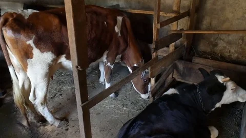 Cows in a barn Stock Footage 76622009