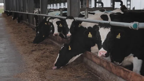 Cows in the barn Stock Footage 87644527