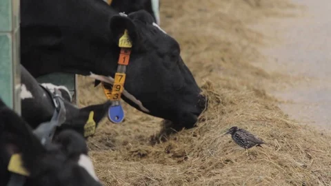 Cows in the barn Stock Footage 87644587