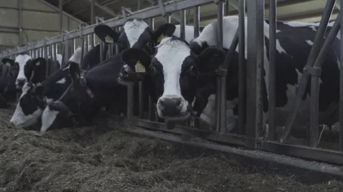 COWS IN A BARN 스톡 동영상 99459966