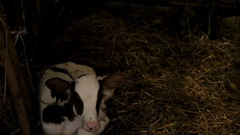 Cows in a Barn 動画素材 99555006