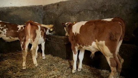 Cows in the barn Видео 99555805