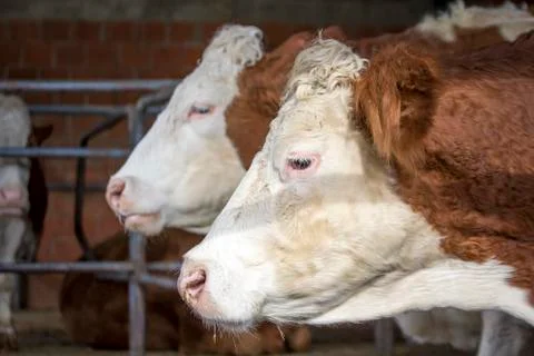 Cows in a barn grazing hay Stock Photos