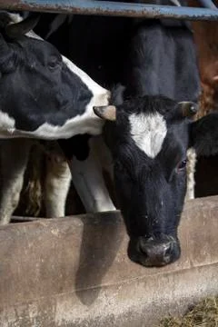 Cows in a barn grazing hay Stock Photos