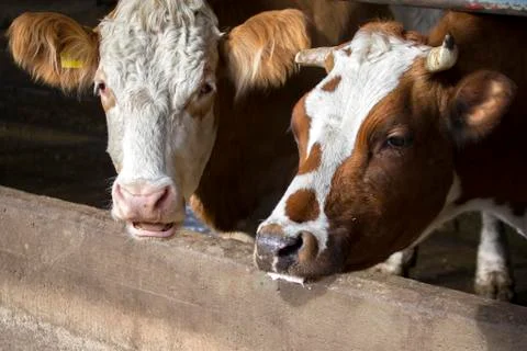 Cows in a barn grazing hay Stock Photos
