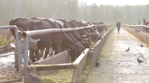 Cows in the barn in the morning Vídeo Stock 53311454