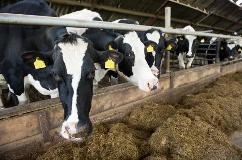 Cows in barn Stock Photos