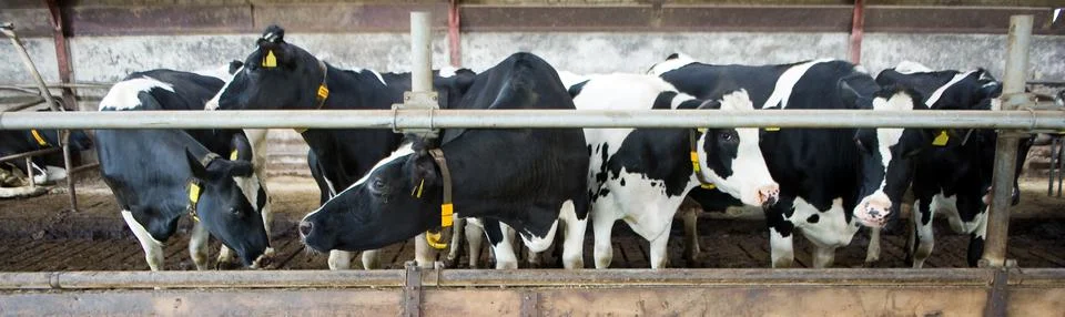 Cows in barn Stock Photos