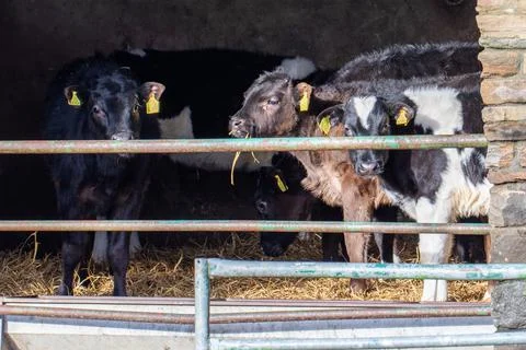 Cows in a barn Foto stock