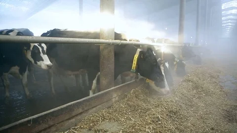 Cows in a barn in Russia Stock Footage 72362134