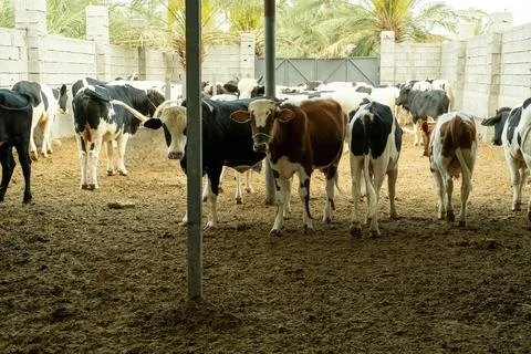 Cows in a barn setting 스톡 사진