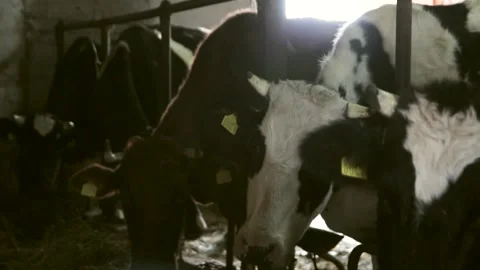 Cows in Barn Study Viewer Curiously Stock Footage 260471546