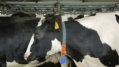 The cows in the barn for a walk Stock Footage 73555903