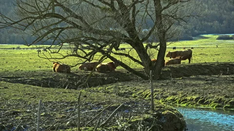 Cows bask in the morning sun while grazing in the meadows of the wetland Video stock 170416692