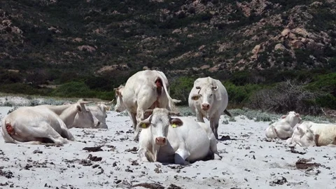 Cows on the beach at the  Berchida beach south of Siniscola Stock-Footage 311288074