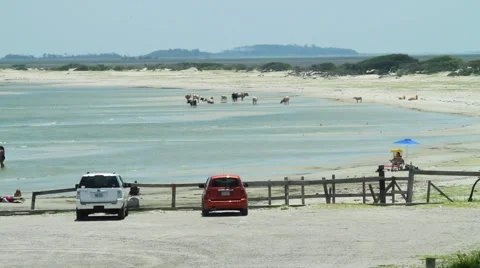 Cows on a beach Video stock 55215683