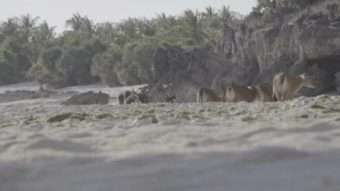 Cows on the beach Stock Footage 88772727