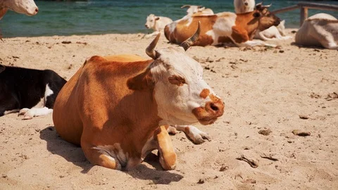 Cows on the beach Stock Footage 127244197