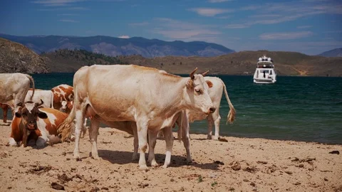 Cows on the beach Stock Footage 127244228