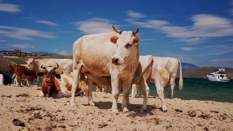 Cows on the beach Stock Footage 127244278