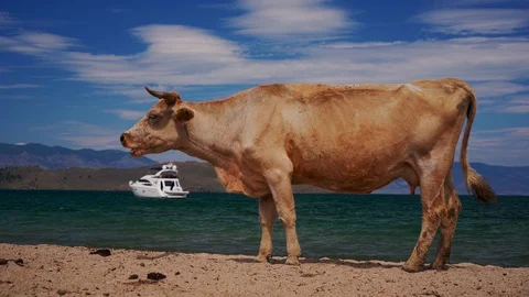 Cows on the beach Stock Footage 127244318