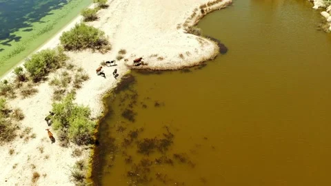 Cows on a beach Stock Footage 236399504