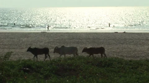 Cows on the beach in Goa-India Stock Footage 2857874
