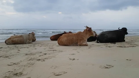 Cows on the Beach in Goa India Stock Footage 98094864