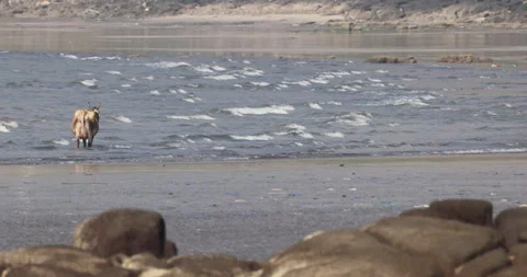 Cows in the Beach Kakinada India Stock Footage 320335558
