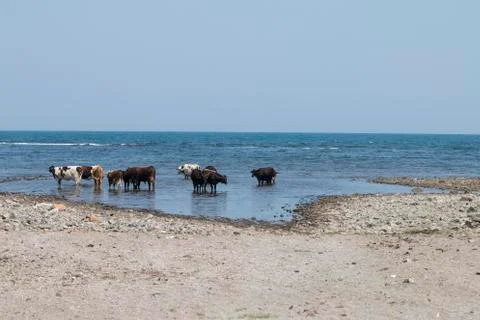 Cows On A Beach Foto stock