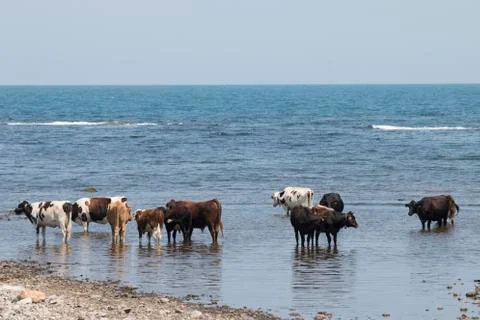 Cows On A Beach Stock Photos