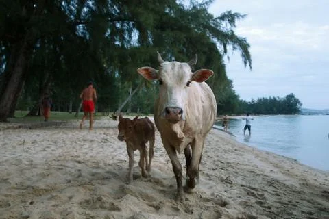 Cows on the beach 스톡 사진