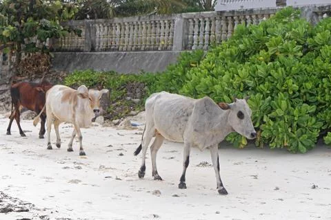 Cows at beach Stock Photos